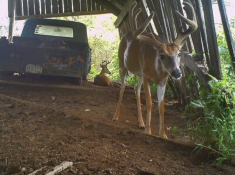 trail-camera photo of deer in barn