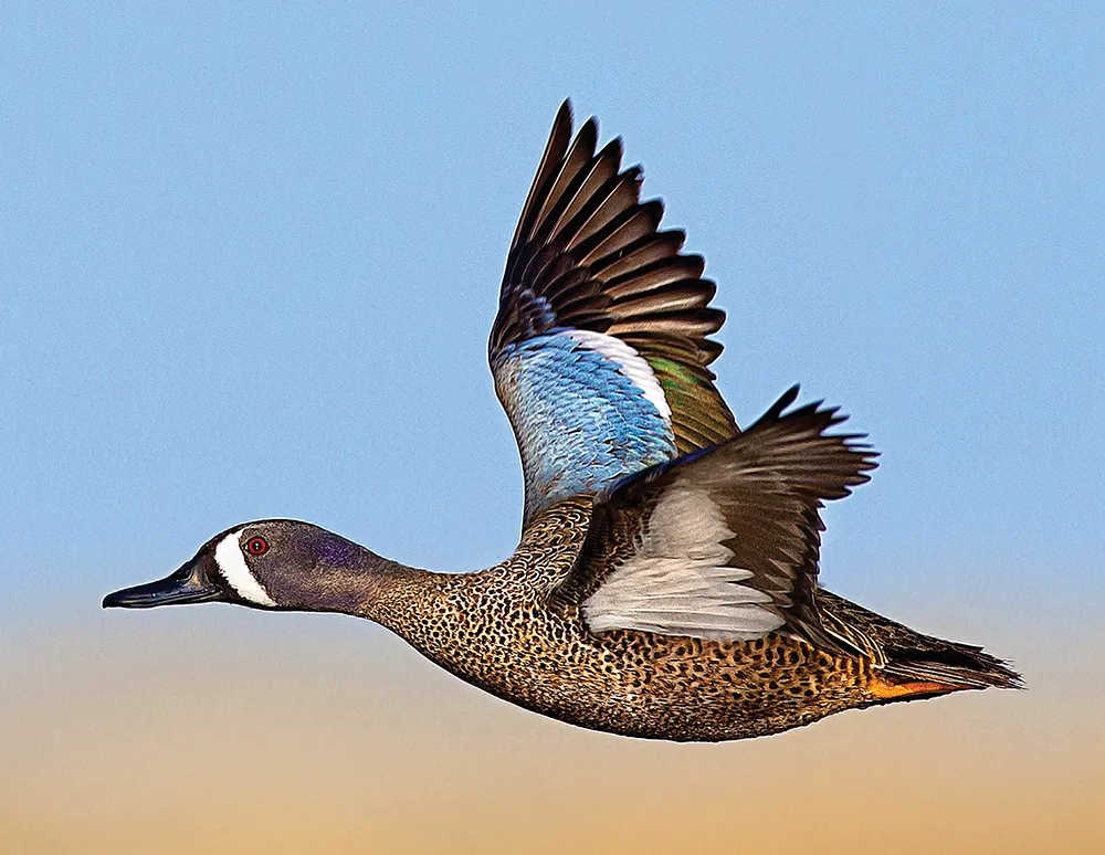 Bluewing Teal