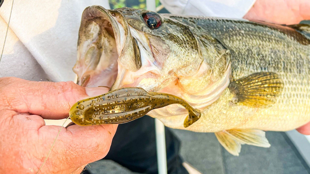 Bass with soft plastic swimbait in mouth