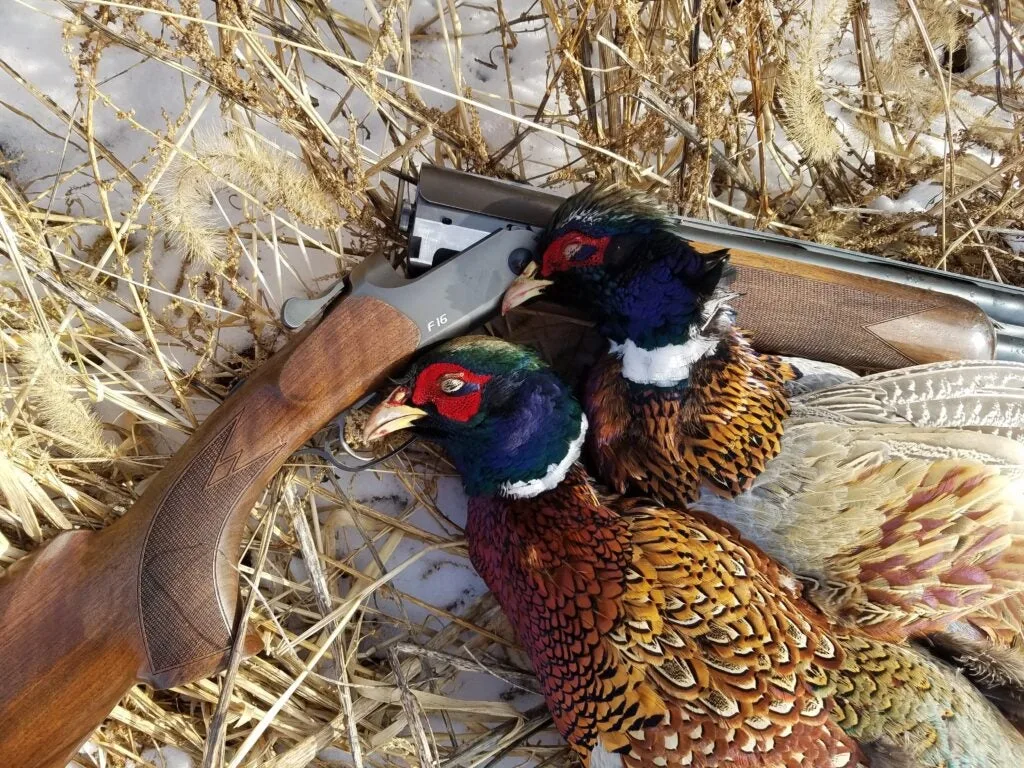 Blaser F16 and pheasants