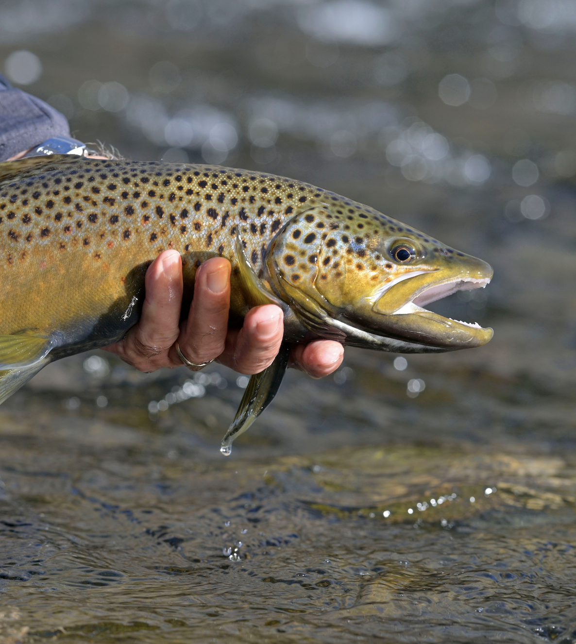 An angler holds a brown trout caught from a river in spring. 