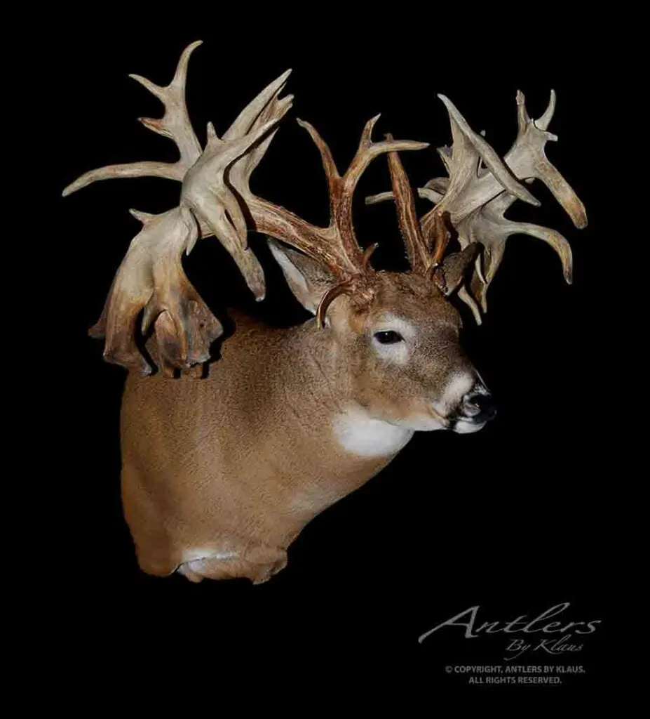 World Record Deer