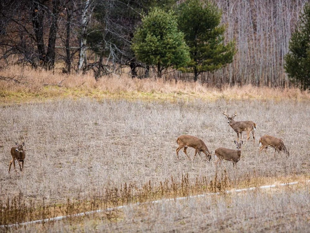 A big whitetail buck in a field with four does