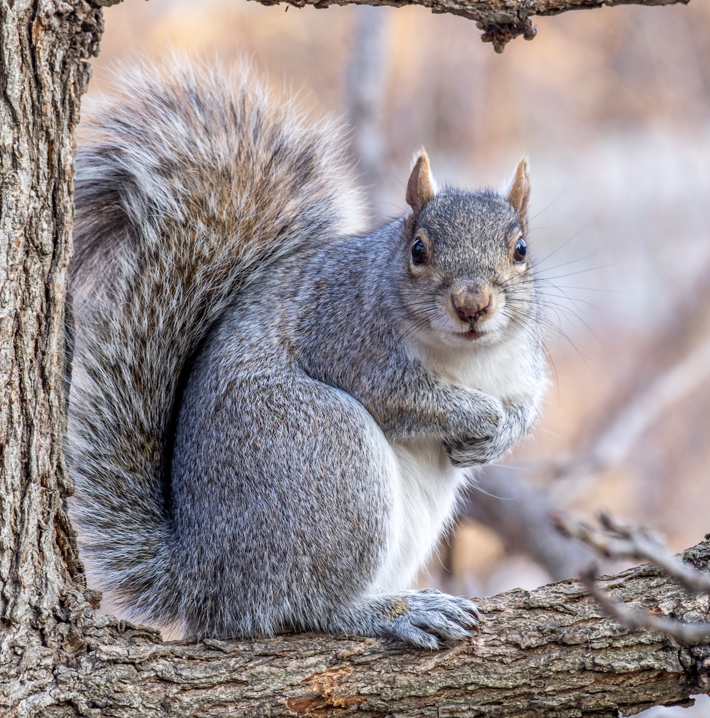 A gray squirrel sits on an oak tree limb. 