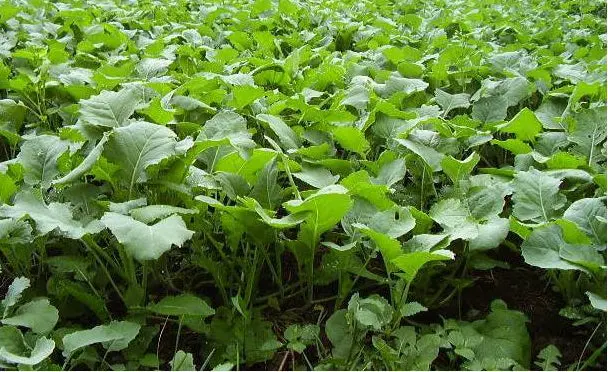 Brassica plants make great late season deer foods