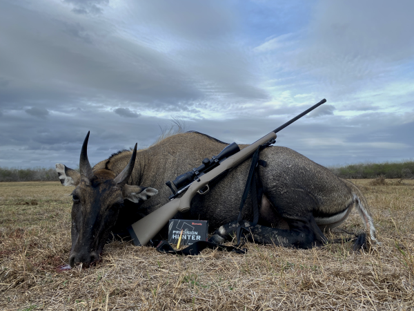 Dead nilgai with 7mm PRC rifle next to it.