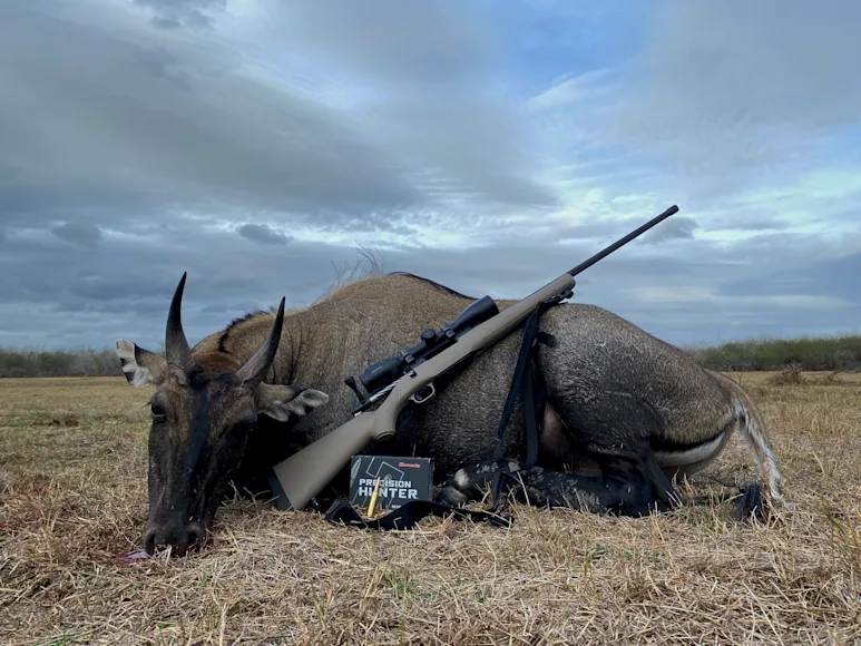 Dead nilgai with 7mm PRC rifle next to it.