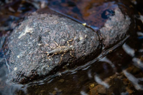 A stonefly on a river rock