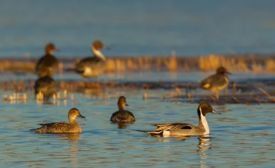 Northern pintail ducks swimming