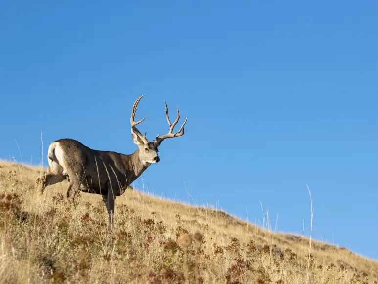 mule deer buck