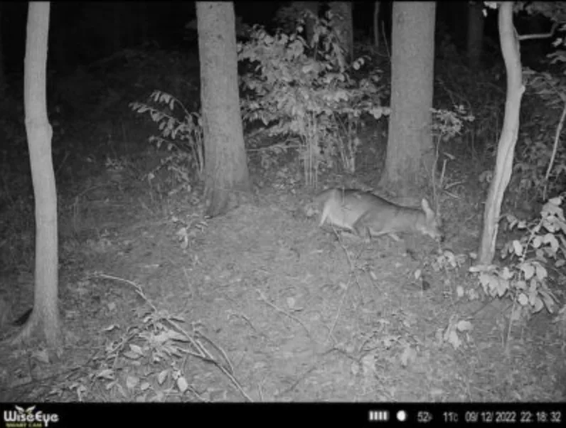 wildest trail camera photos, not dead buck