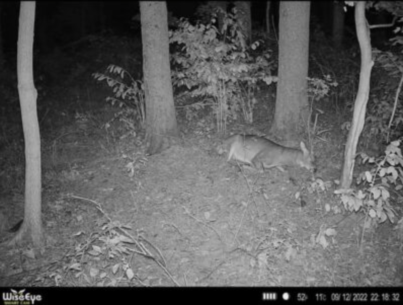wildest trail camera photos, not dead buck