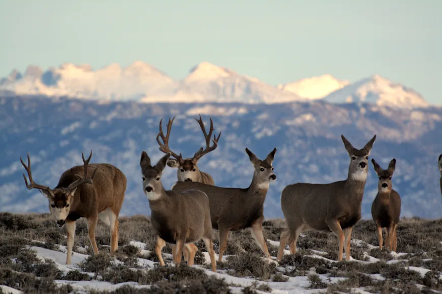 A mule deer herd grazes on Bureau of Land Management land.