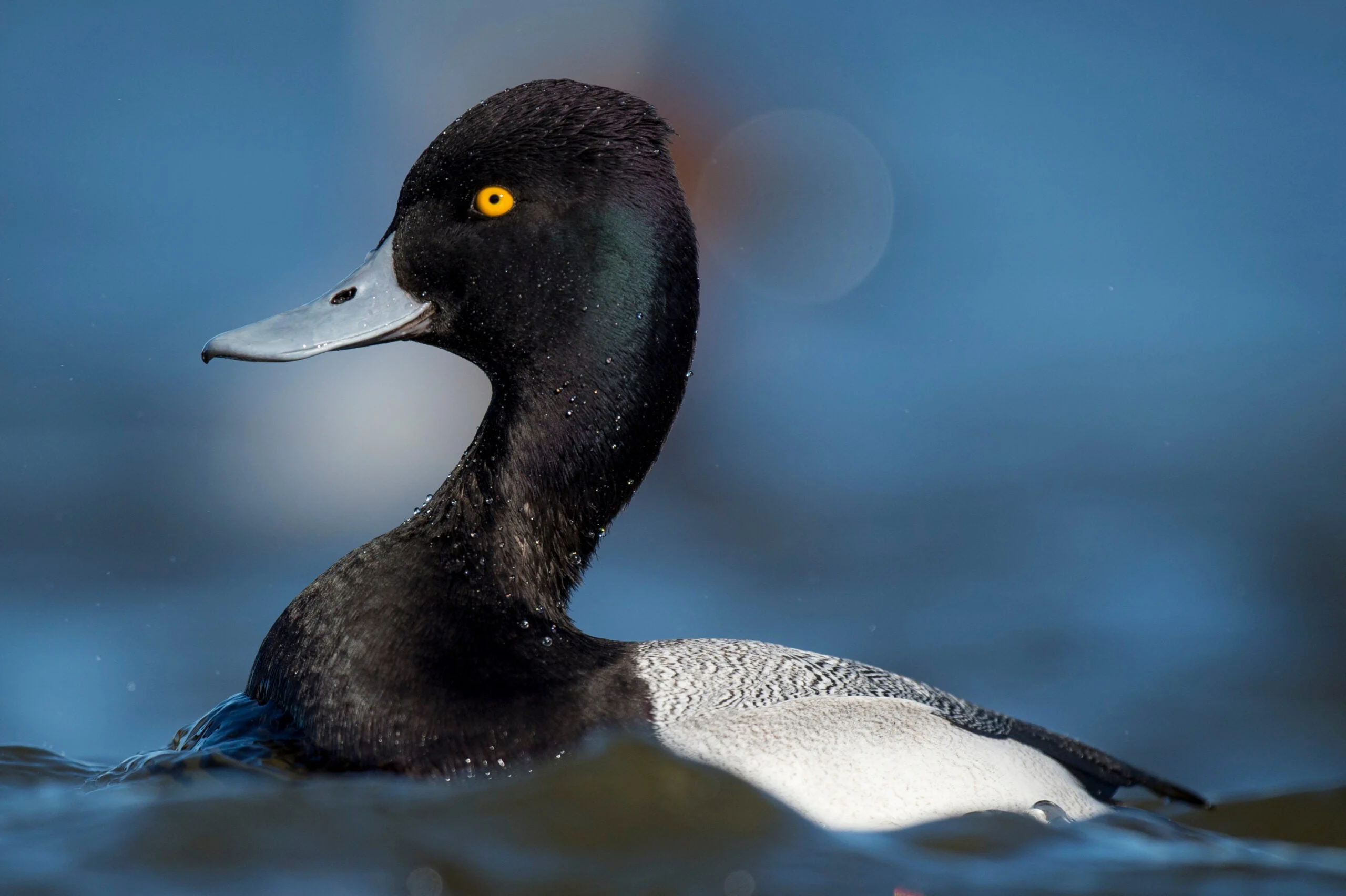 drake bluebill duck in water