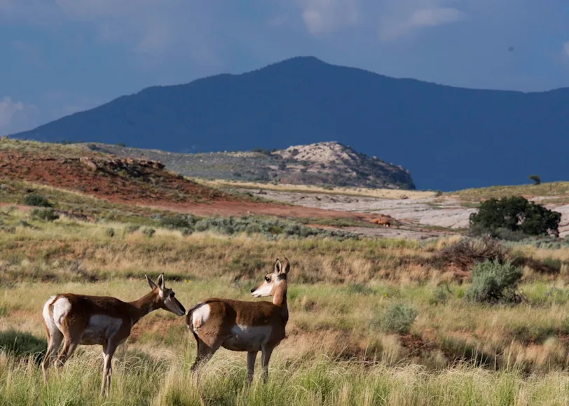 Pronghorn antelope graze on public land in Utah.