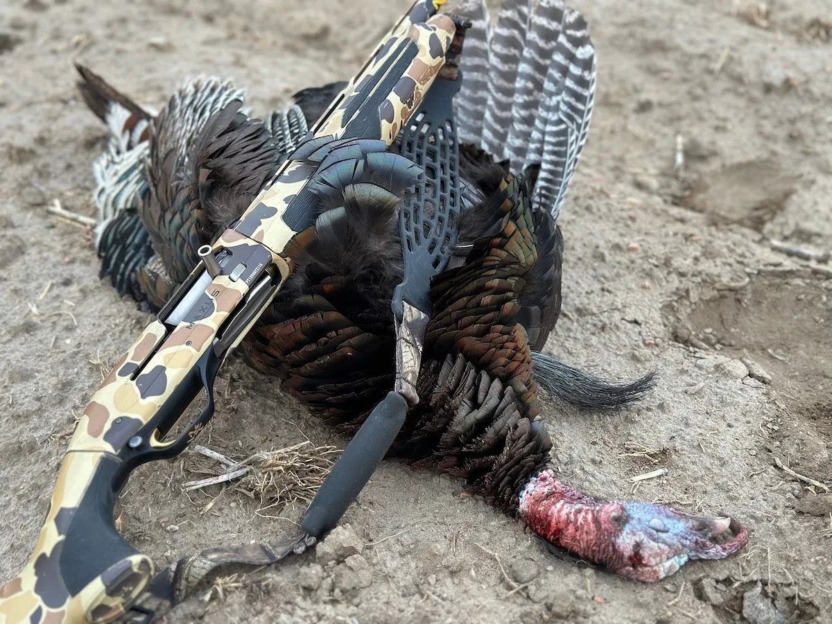 Browning Maxus II camo shotgun lying across turkey