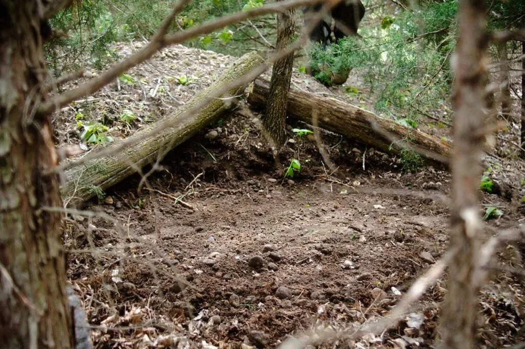 a buck bed hidden near a food plot.