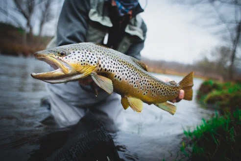 Fisherman holds up brown trout