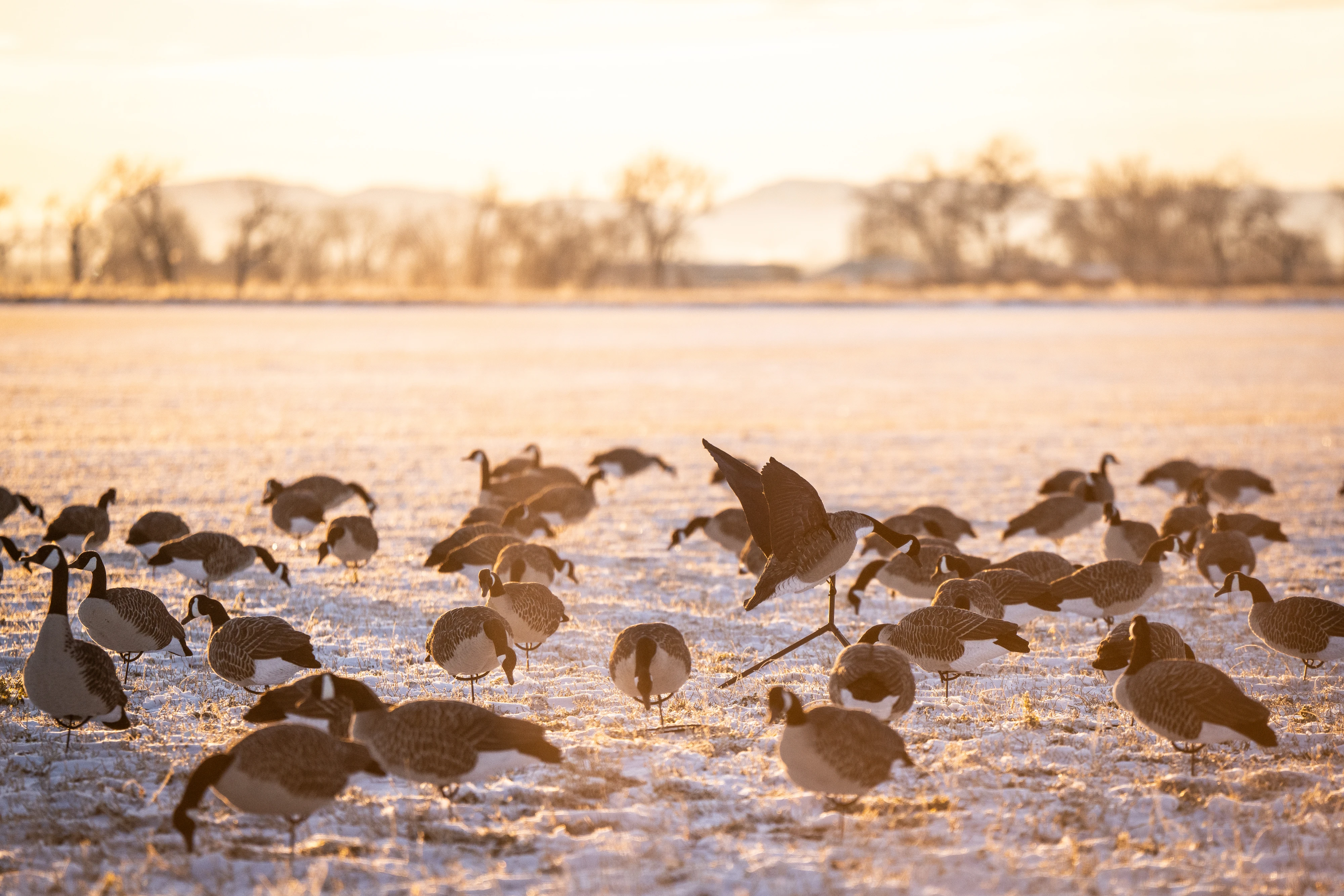 Goose decoy spread