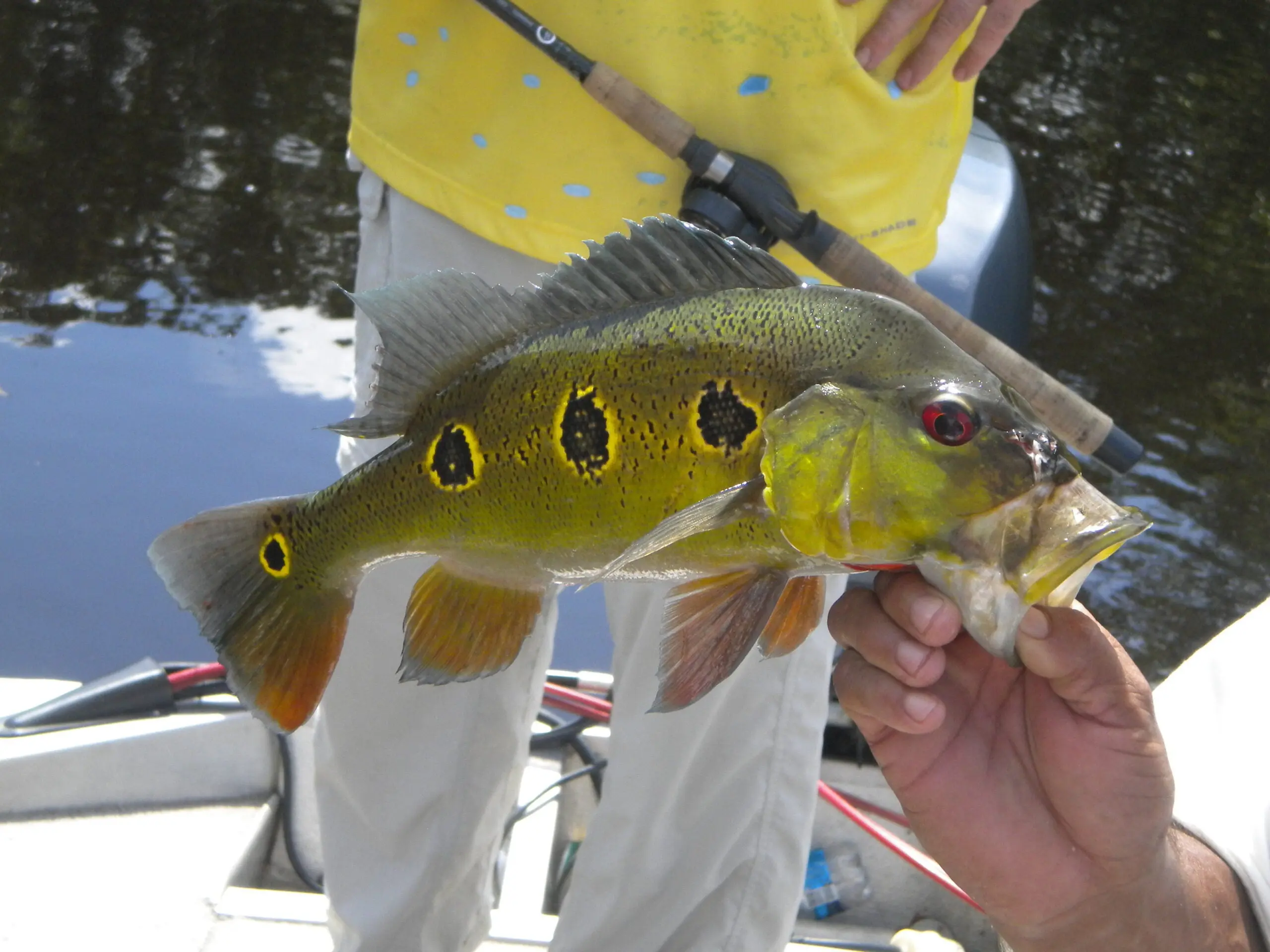 The Best Peacock Bass Lures of 2024