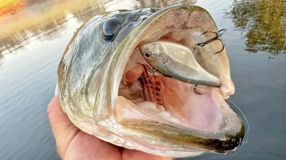 photo of yo-yo fishing a lipless crankbait