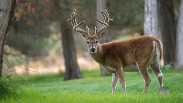 A velvet-antlered whitetail buck in a green field with woods in background.