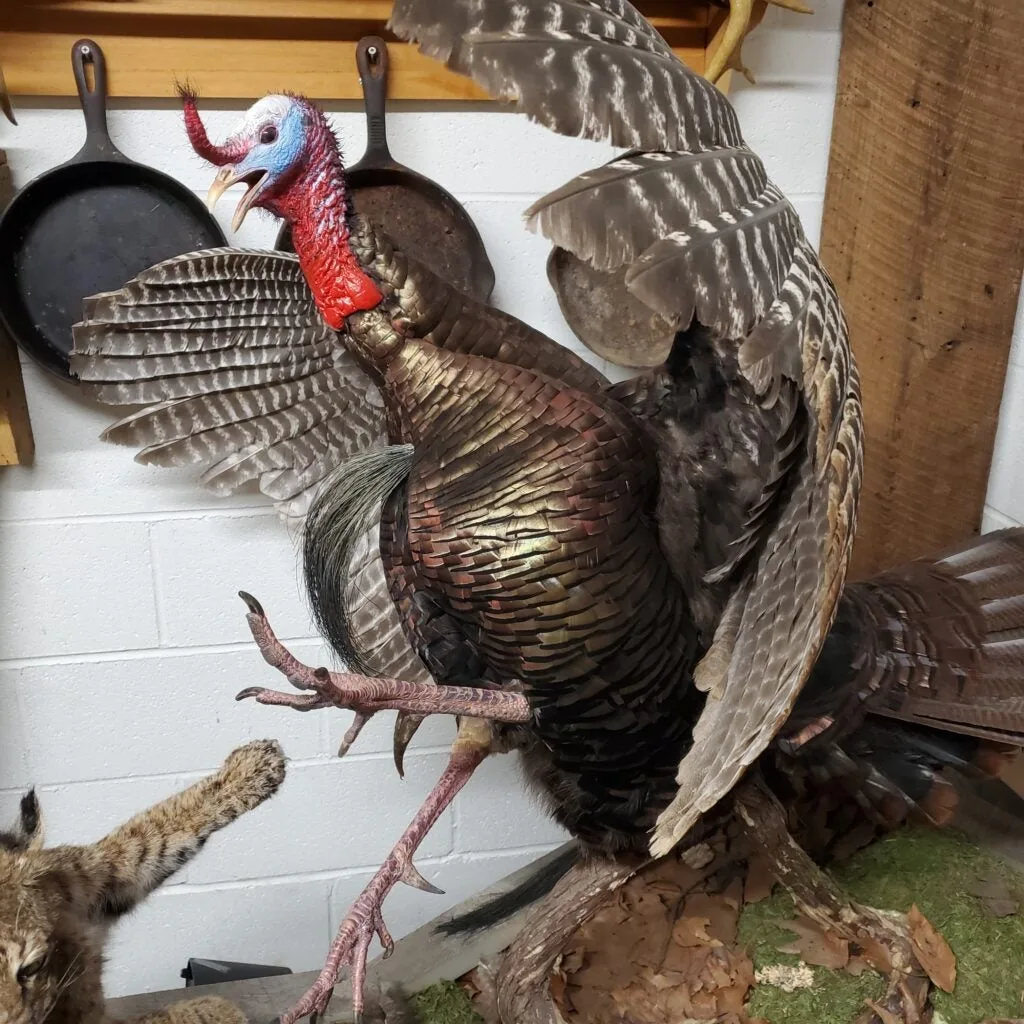 World record turkey for longest spurs. 