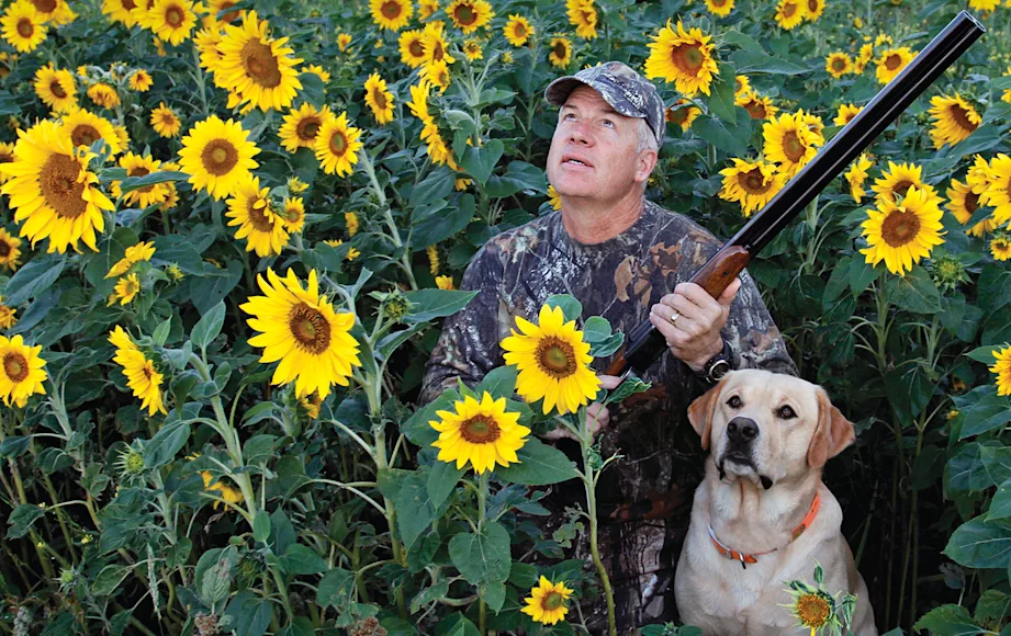 A hunter and his dog eye passing doves in the middle of sunflower field.