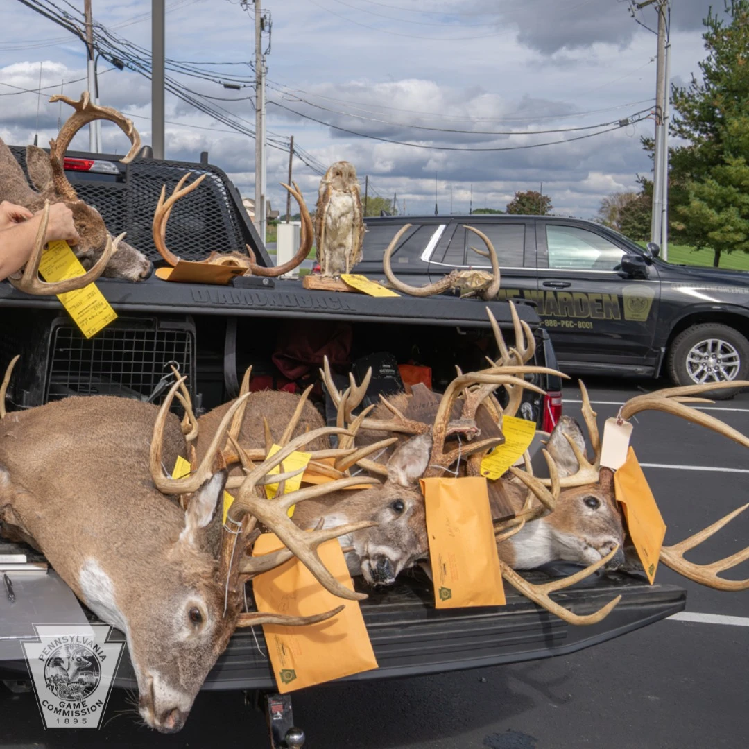 Taxidermy seized during a poaching investigation. 