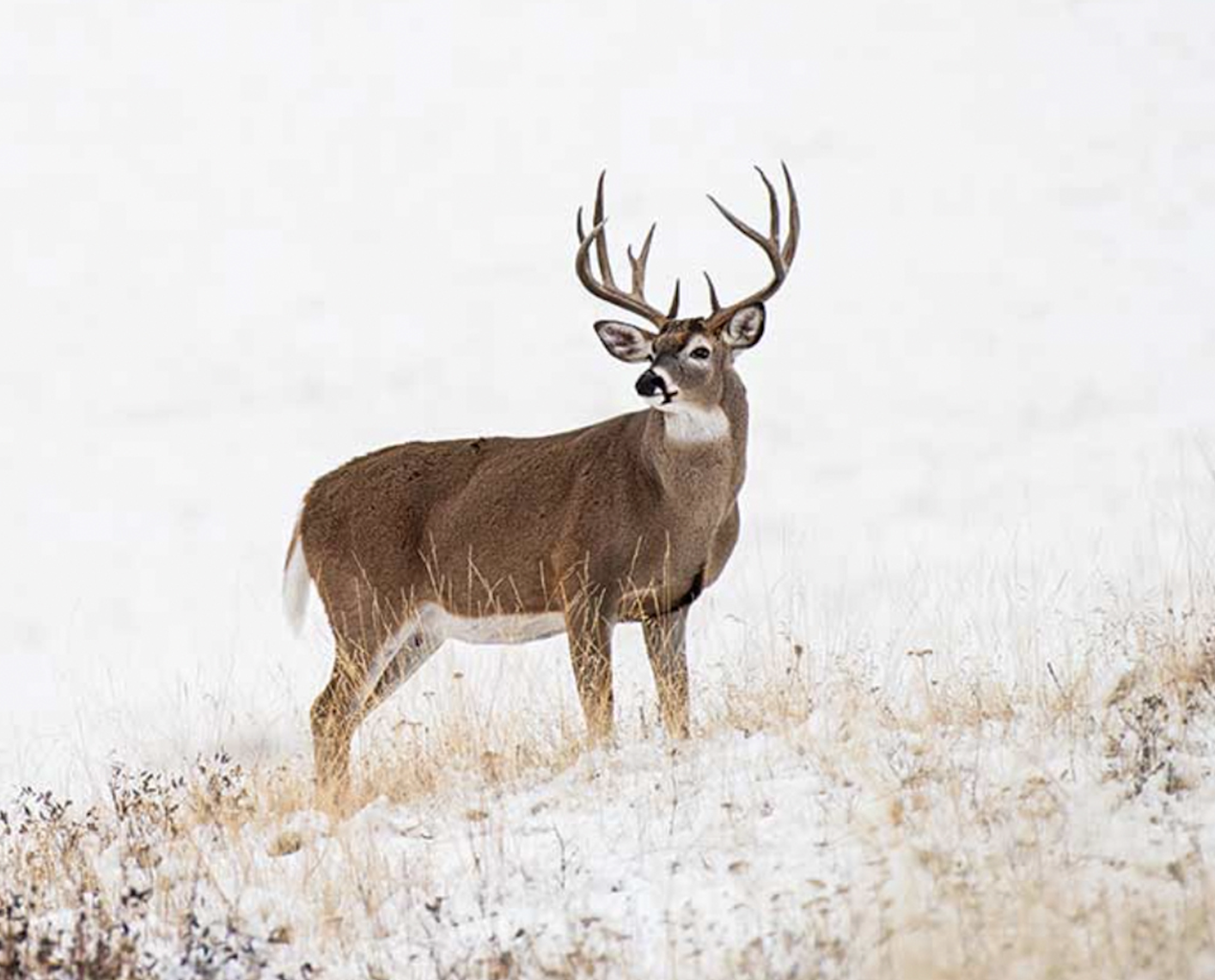 A big whitetail buck stands on a snow-covered prairie. 
