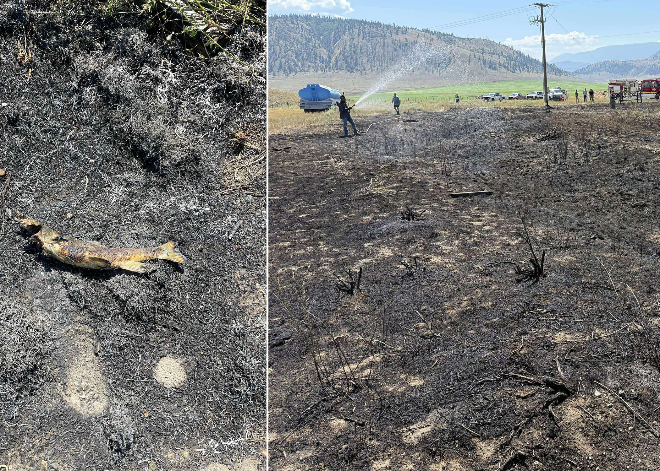 Photos from a brush fire in Canada caused by bird of prey. 