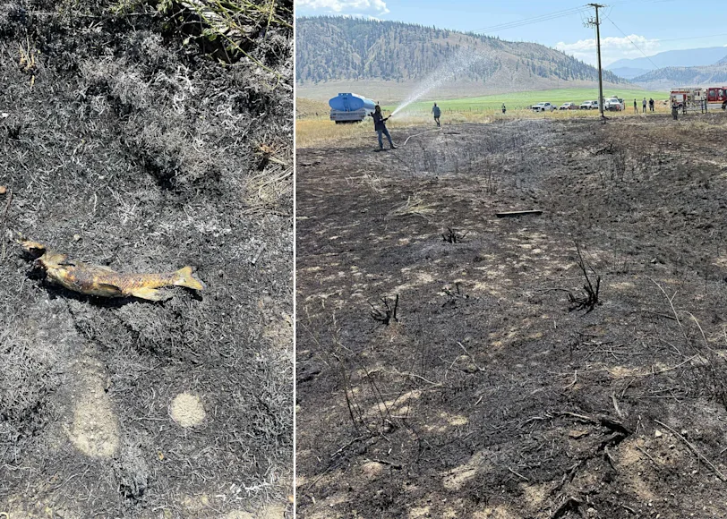 Photos from a brush fire in Canada caused by bird of prey.