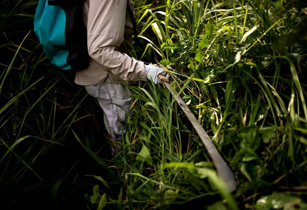 A fisherman bushwhacking through a jungle.