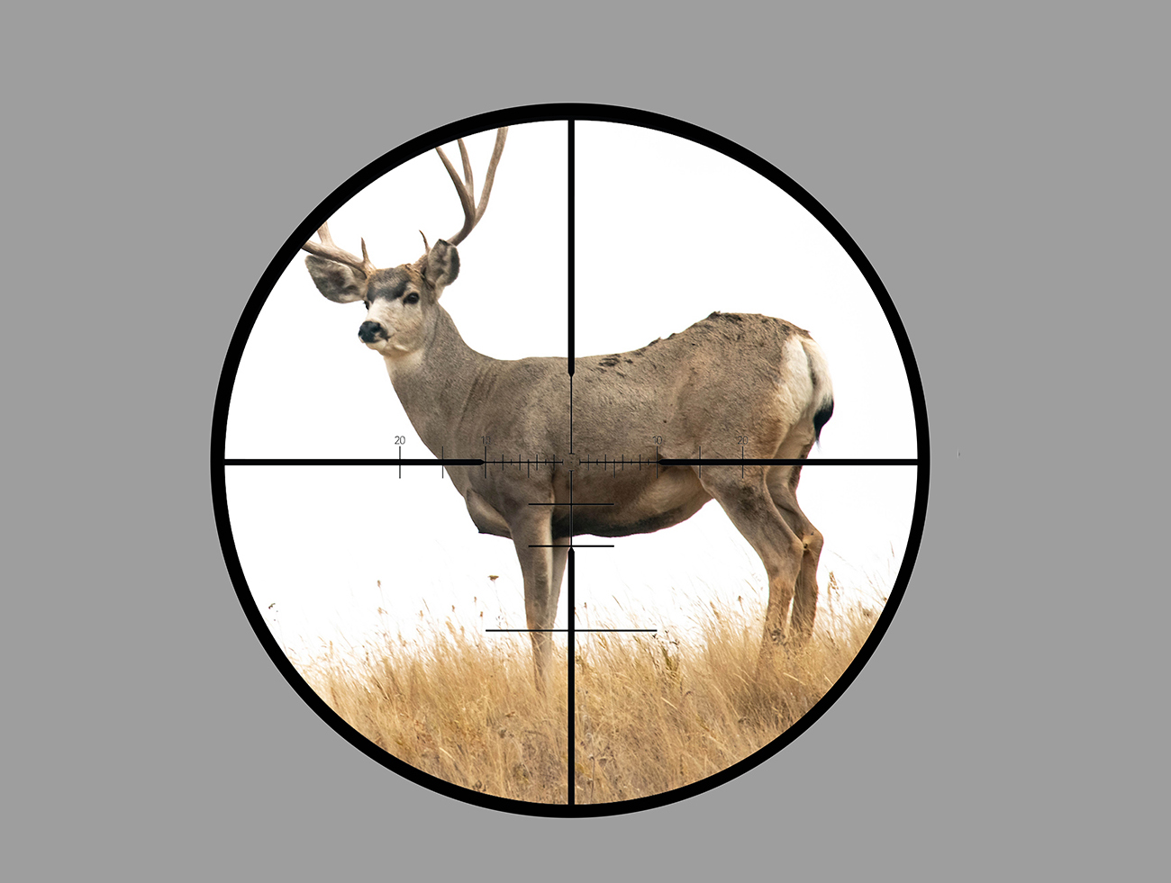 A mule deer buck in the crosshairs for FFP vs SFP riflescopes.