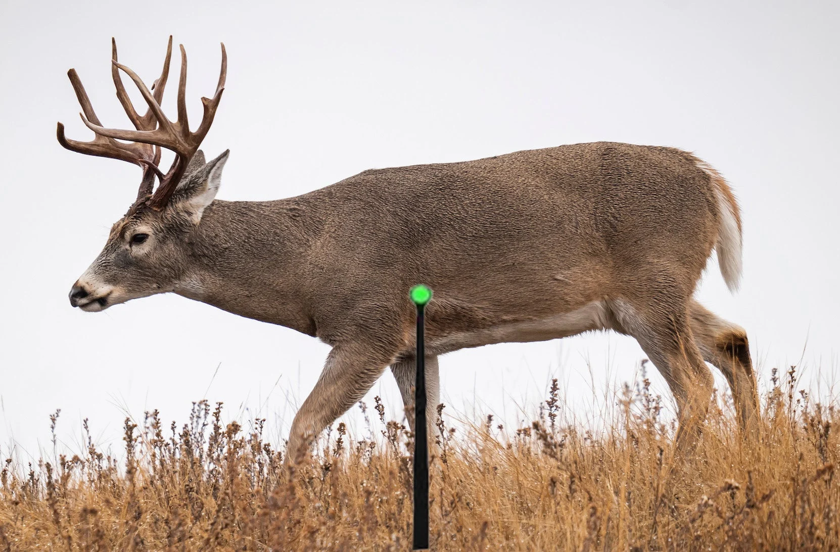 Photo showing where to shoot at a deer with a bow