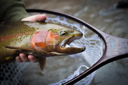 fish with net