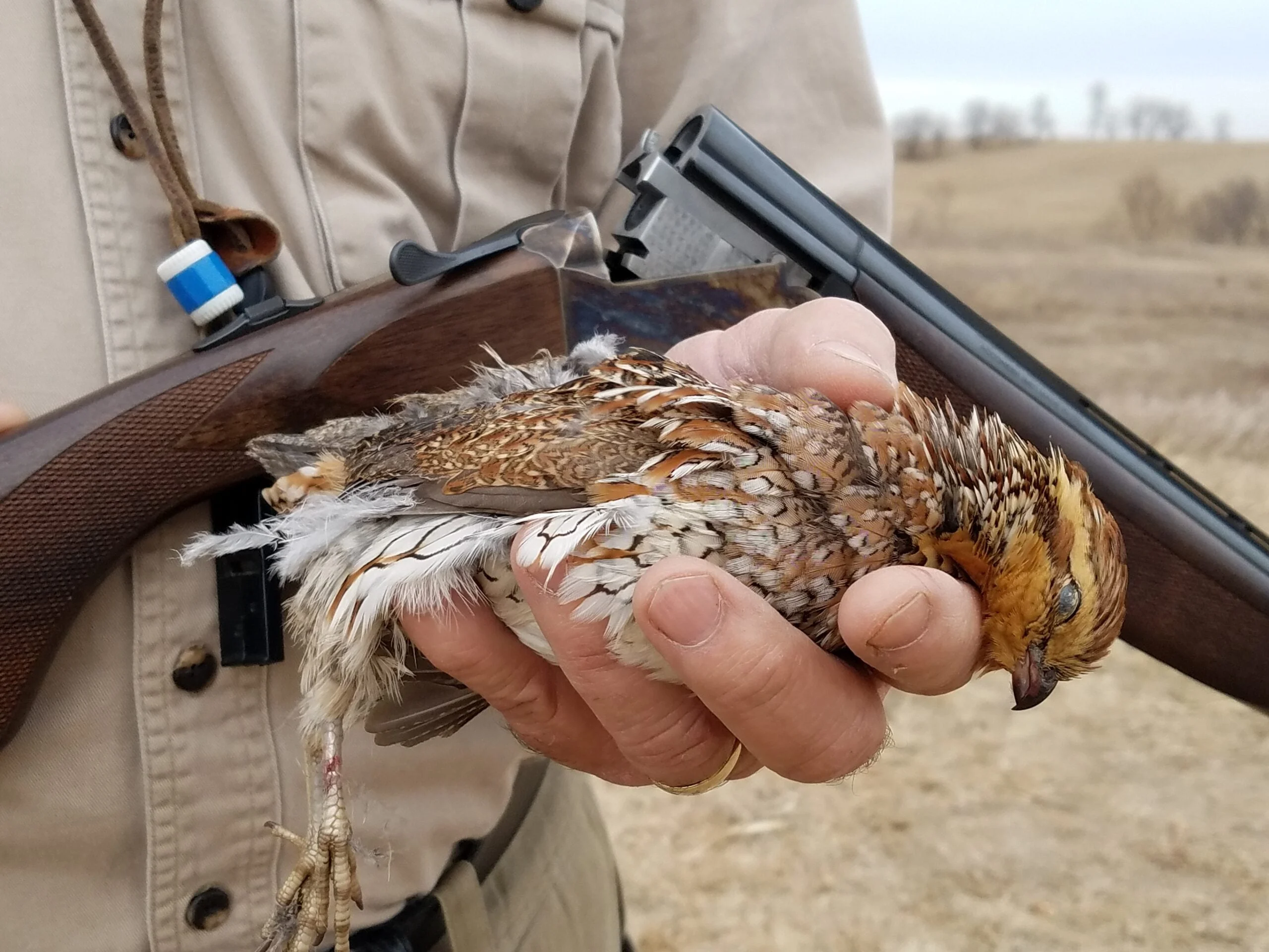 A hunter with over/under shotgun draped over an arm hold a hen bobwhite quail