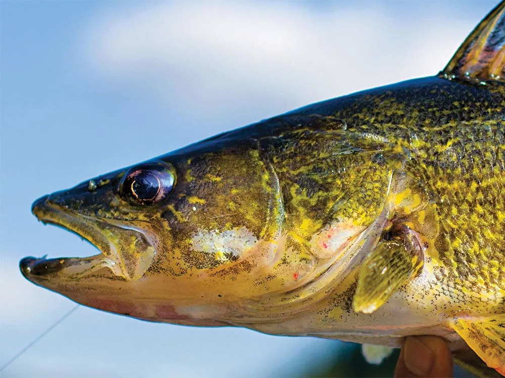 walleye cheeks