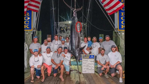 large marlin with small bite mark