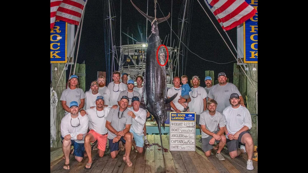 large marlin with small bite mark