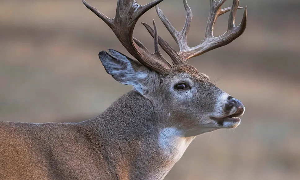 A whitetail deer opens it's mouth to make a vocalization.