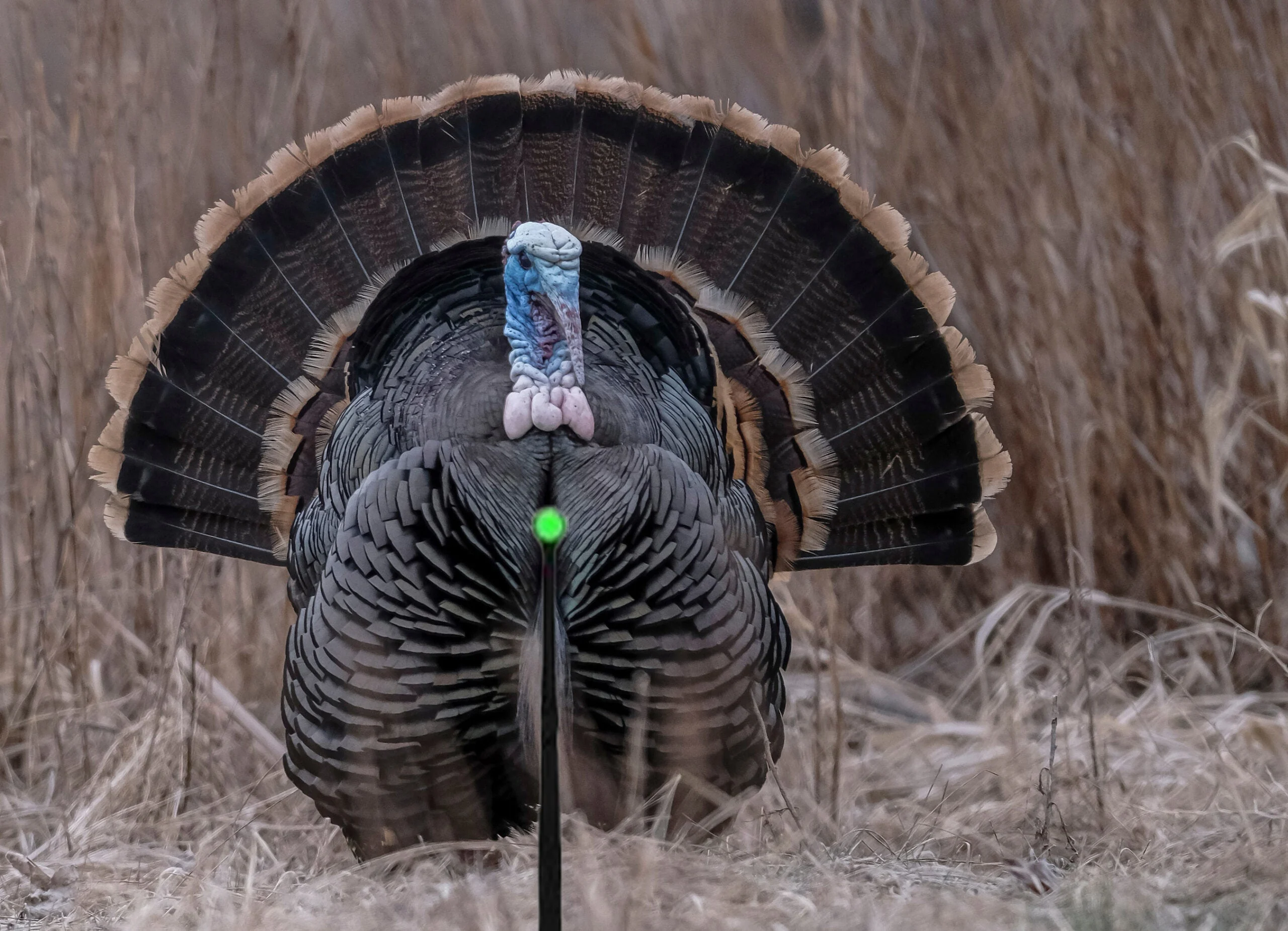 photo showing where to shoot a turkey with a bow