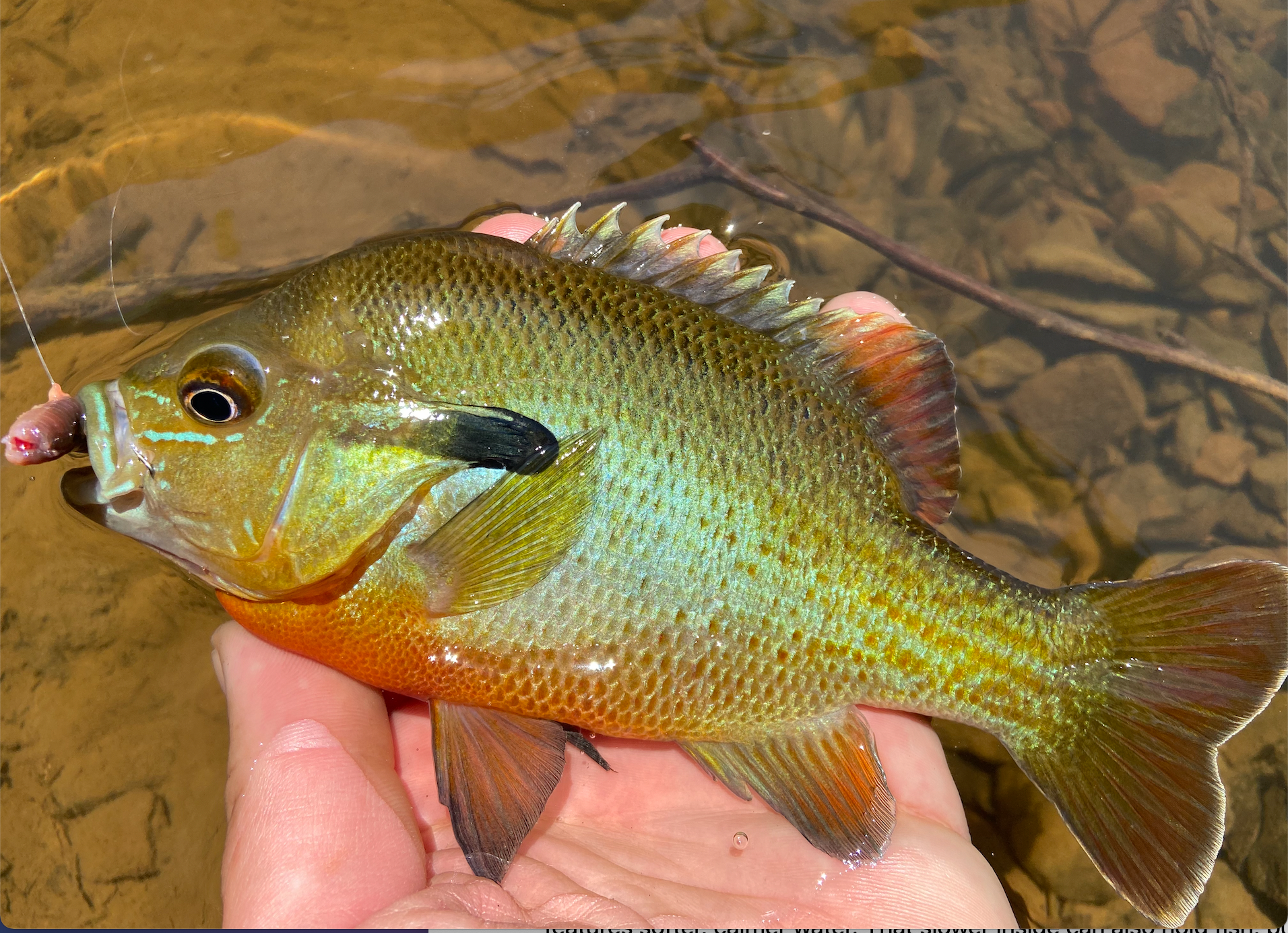 photo of panfish