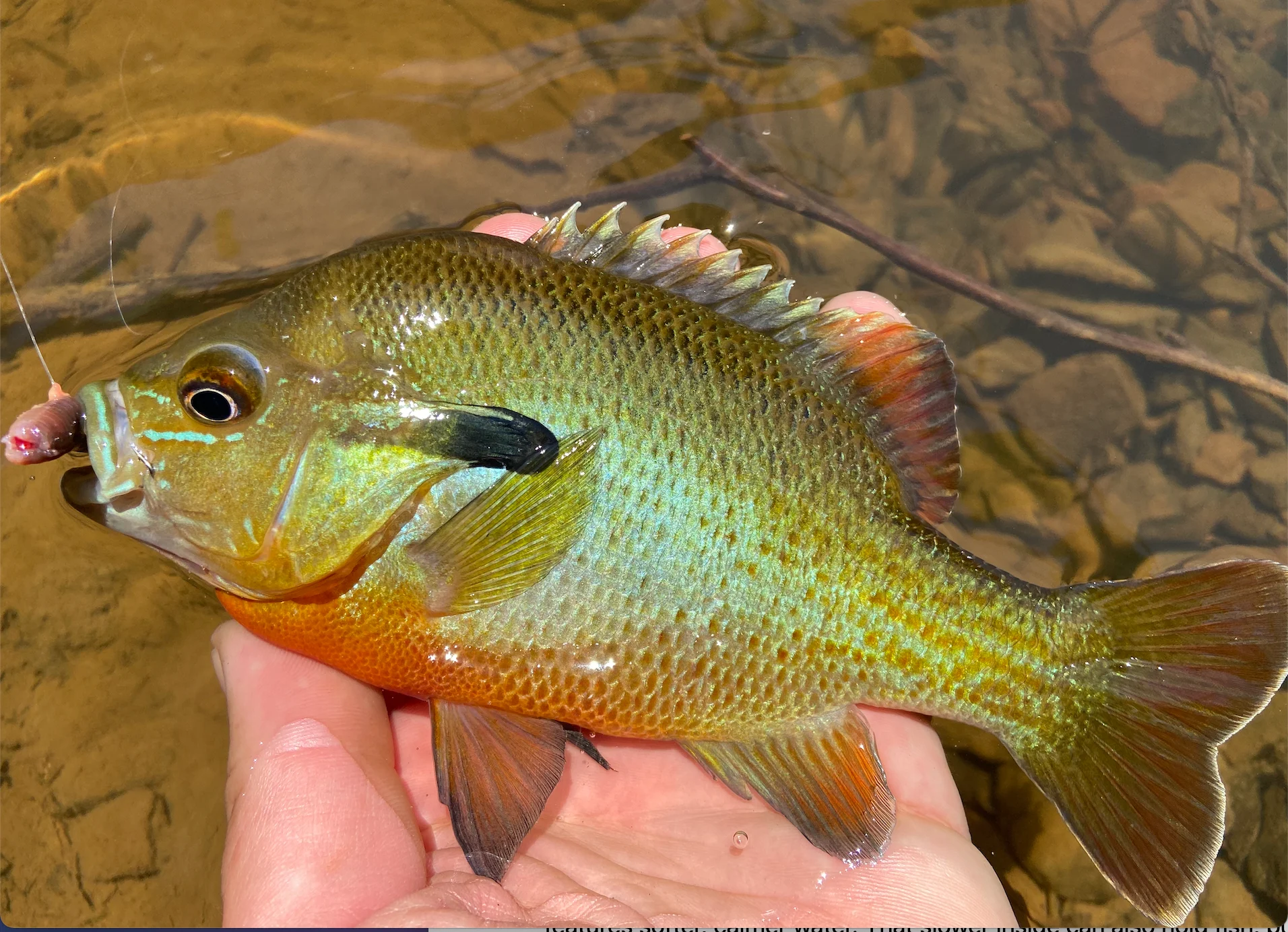 photo of panfish