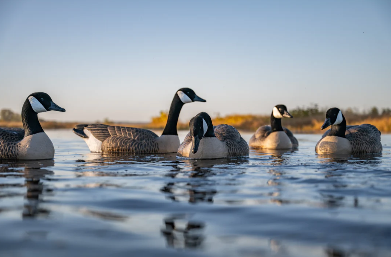 goose decoys