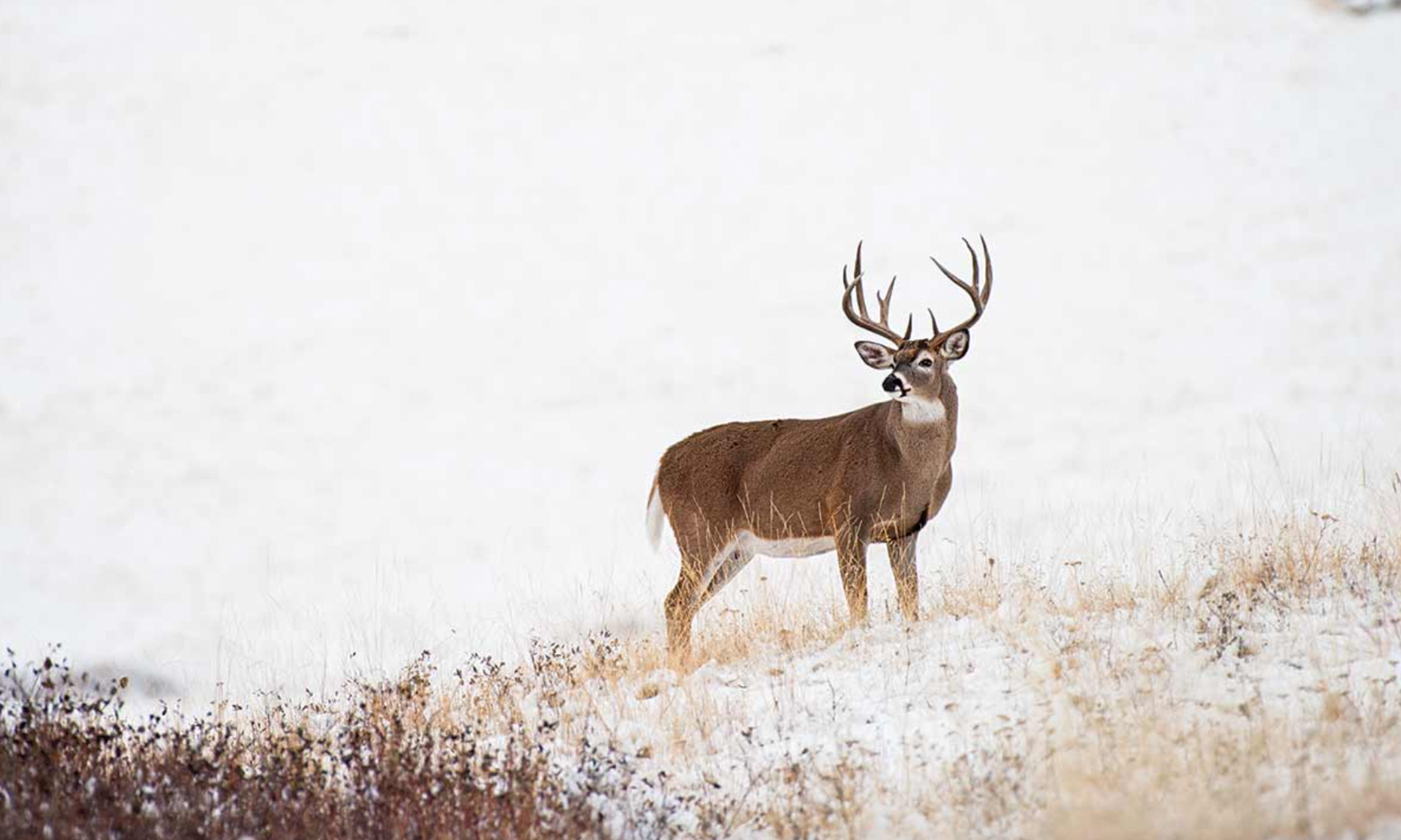 A big whitetail buck stands on a snow-covered prairie.
