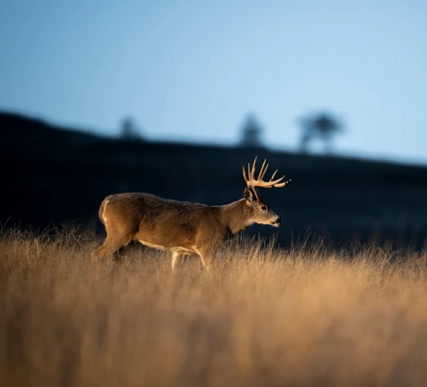 A buck walks across an open field at dusk with a shaded bank behind. 