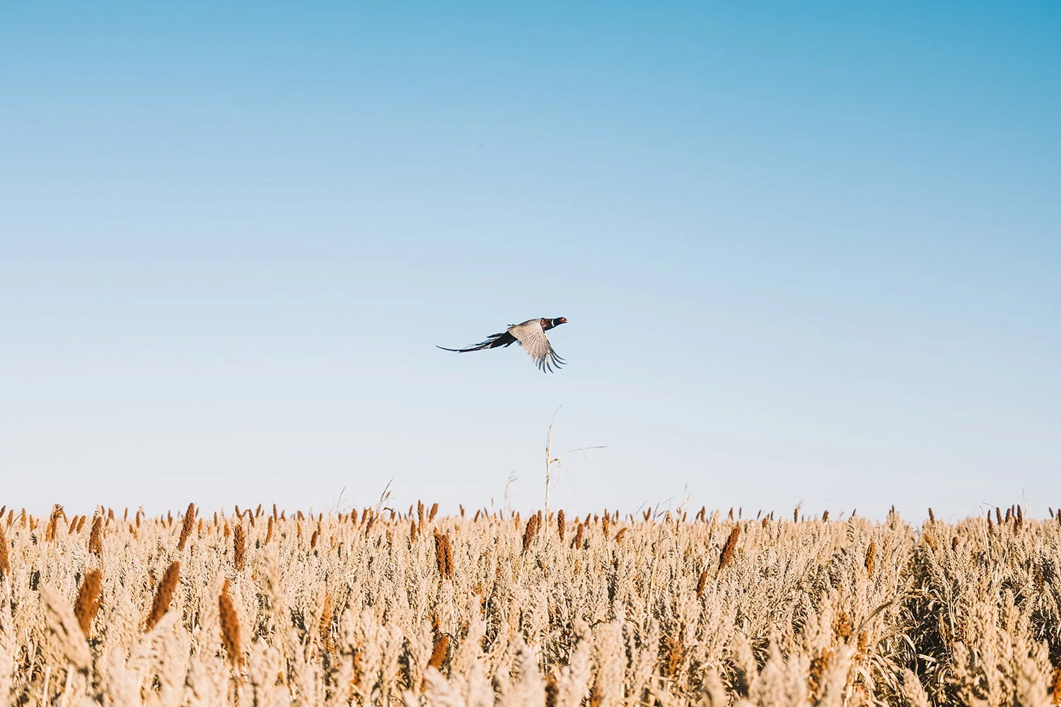 ringneck pheasant flies over farm field