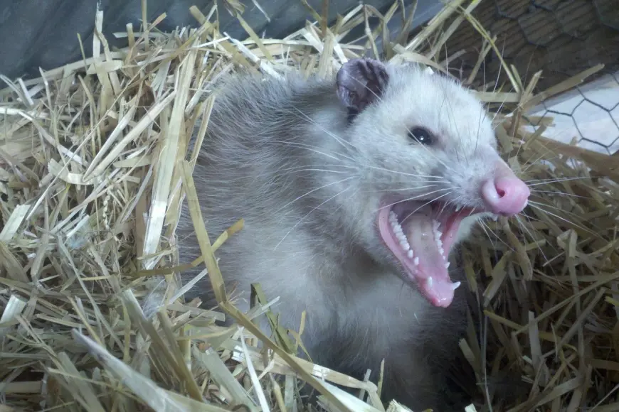 Image of an opossum in hay.