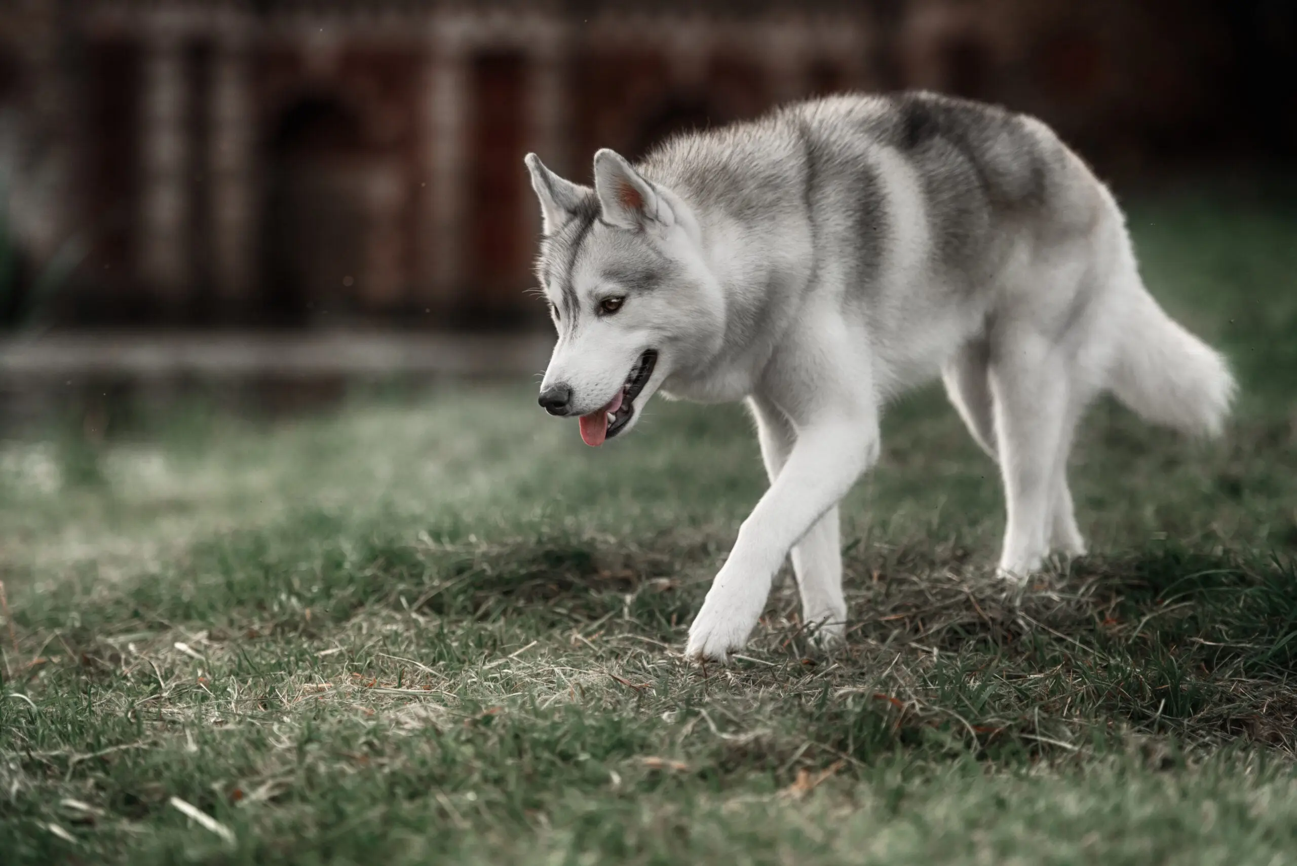 A Siberian husky play in a grassy yard